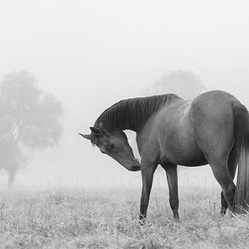 Creative Brand Land- Color Psychology- Black-Black Stallion