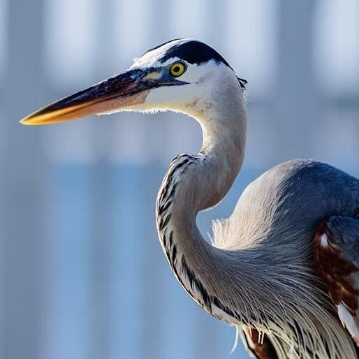 Creative Brand Land- Color Psychology- Blue-Blue Heron