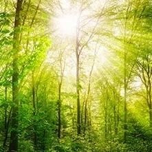 Creative Brand Land- Color Psychology- Green-Forest