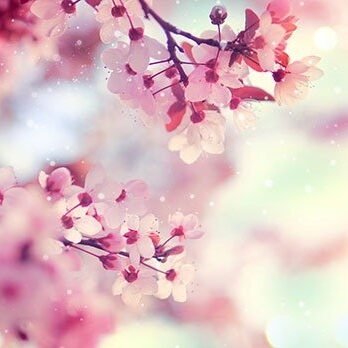 Creative Brand Land- Color Psychology- Pink-Cherry Blossoms