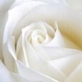 Creative Brand Land- Color Psychology- White-White Rose