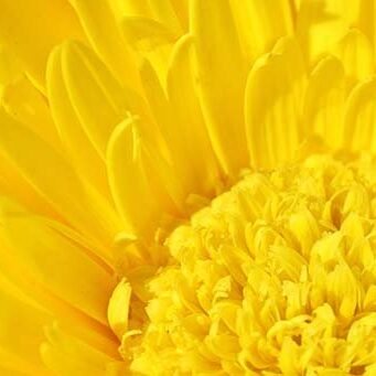 Creative Brand Land- Color Psychology- Yellow-Yellow Flower