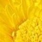 Creative Brand Land- Color Psychology- Yellow-Yellow Flower