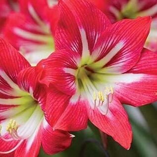 Creative Brand Land- Color Psychology- Red-Amaryllis