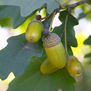 Creative Brand Land- Color Psychology- Green-Acorns